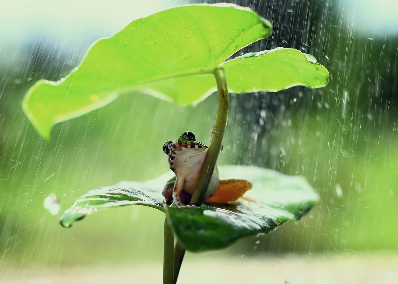 Frosch unter einem Blatt bei Regen